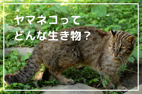 ヤマネコってどんな生き物？1