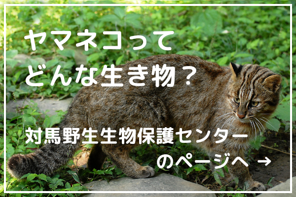 ヤマネコってどんな生き物？2