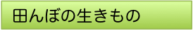 田んぼの生きもの2